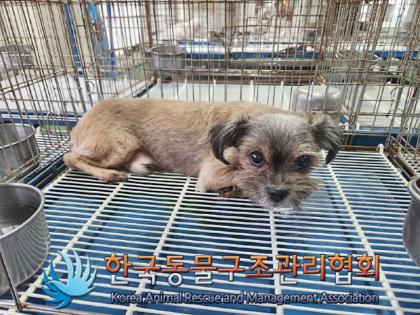 한국동물구조관리협회_411310202300451